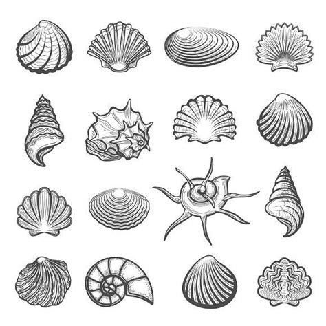 Hand drawn sea shell set | Shell tattoos, Ocean tattoos, How to draw hands