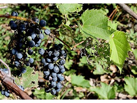 25 Seeds Riverbank Grape (Vitis riparia) Fruit Vine | AmericanGardener.com