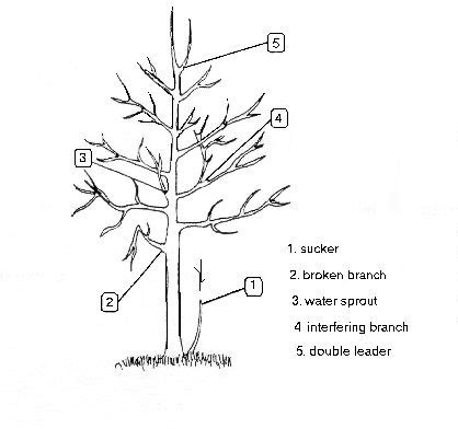 how to prune a fig tree diagram - Arleen Talbert