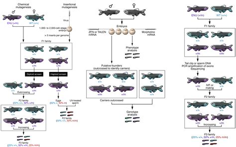 MagHelix™ Zebrafish Disease Model Generation - Creative Biostucture Drug Discovery