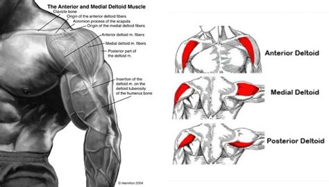 All About Deltoid Anatomy | Fitness Workouts & Exercises