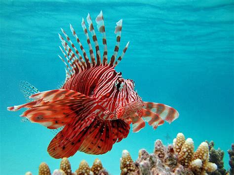 Lionfish - Facts and Beyond | Biology Dictionary