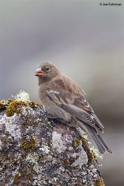 Gray-crowned Rosy-Finch – Joe Fuhrman Photography