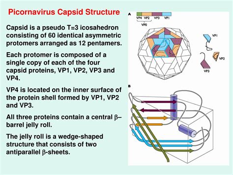 PPT - Picornaviruses PowerPoint Presentation, free download - ID:226711