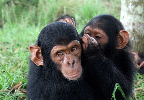 In this article, we’ll tell you everything you wish to grasp regarding the period of chimpanzees ...