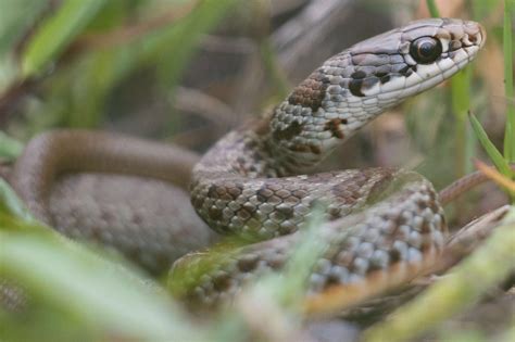 Day in the life of a blue racer snake researcher | Wildlife Preservation Canada Blog