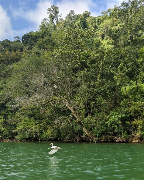 Tropical bird sanctuary in the Guatemalan caribbean - FLAAR MESOAMERICA