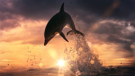 3840x2160 Dolphin Jump Out Of Ocean 4K ,HD 4k Wallpapers,Images,Backgrounds,Photos and Pictures