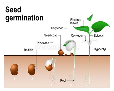 Seed Germination Process Diagram