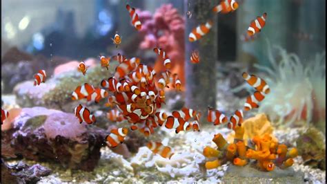 Our Tank Bred Clownfish Feeding - YouTube