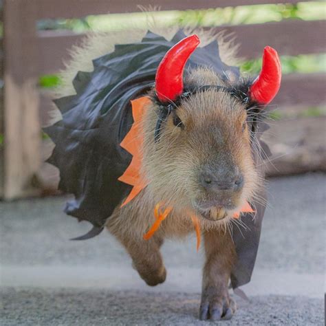 Capybaras in Costumes