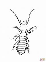 Silverfish Coloring Pages sketch template