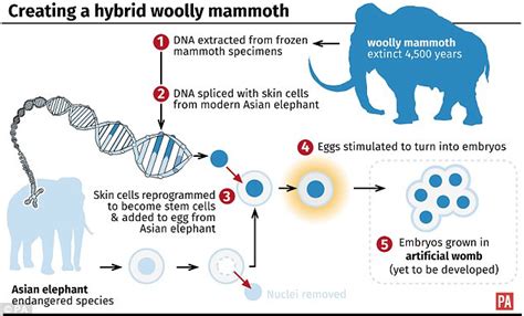 Woolly mammoths brought back in TWO YEARS using DNA | Daily Mail Online