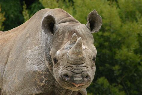 black rhino | Backyard Zoologist