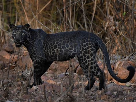Black Panther or Leopard? Black Melanistic Leopard spotted, photographed in Maharashtra's Tadoba ...