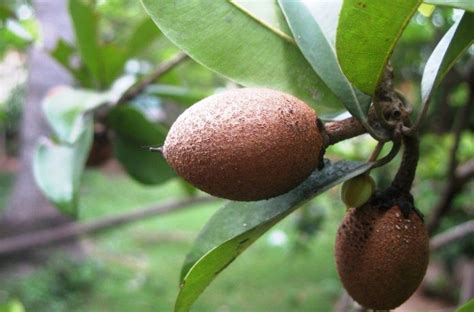 Amazing Health Benefits Of Sapota Fruits - Charismatic Planet