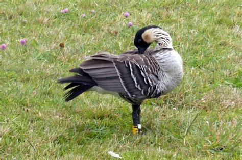 Nene, Hawaii's State Bird | Bird Species | Birding Hotspots