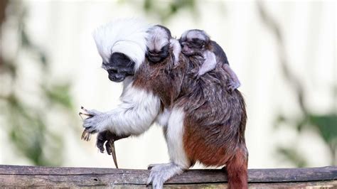 Auckland Zoo welcomes cotton-top tamarin babies - OurAuckland