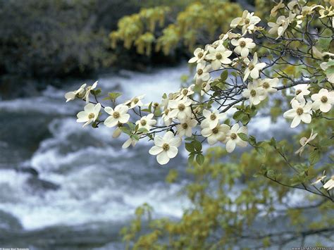 Desktop Wallpapers » Natural Backgrounds » Dogwood Tree Blooms ...