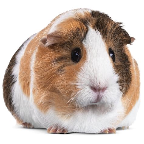 Guinea Pigs for Sale: Buy Live Guinea Pigs for Sale | Petco