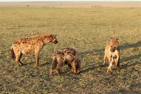 Group of Spotted Hyena Cubs by Their Den in the African Savannah. Stock ...