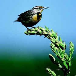 Nebraska State Bird: Western Meadowlark