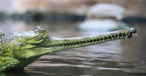 The Gharial – Good News for the Critically Endangered Indian Crocodile? ~ Kuriositas