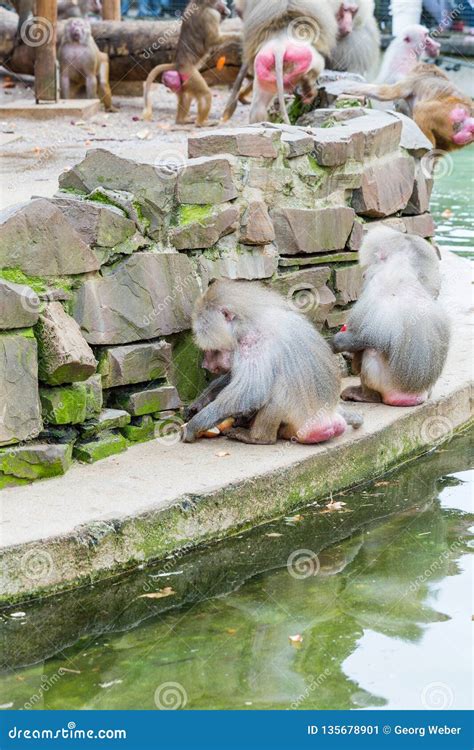 A Large Group of Baboons Monkeys Feeding in the Zoo Stock Image - Image of feeding, monkeys ...