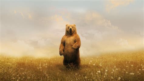 Bear In Field Wallpaper,HD Animals Wallpapers,4k Wallpapers,Images ...