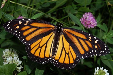 The Magic of Monarch Butterflies - Goose Creek Association