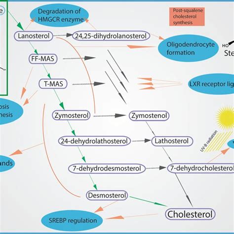 Cholesterol synthesis with its intermediates. Figure represents the ...