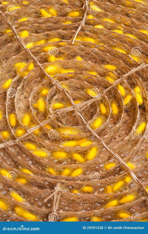 Silkworm cocoon stock photo. Image of pattern, moth, delicate - 29591238