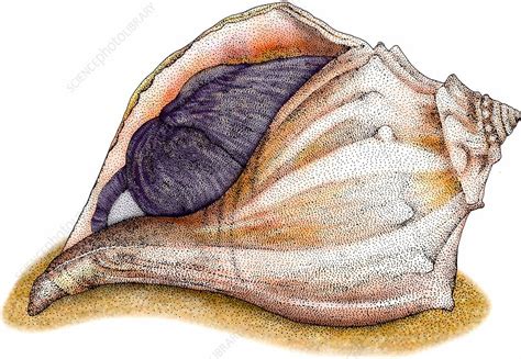 Knobbed whelk, Illustration - Stock Image - C027/4767 - Science Photo ...