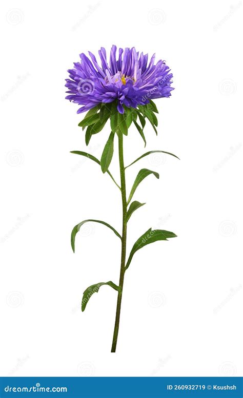 Purple Aster Flower Isolated Stock Image - Image of nature, leaves: 260932719