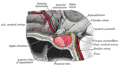 Mammillary body - wikidoc