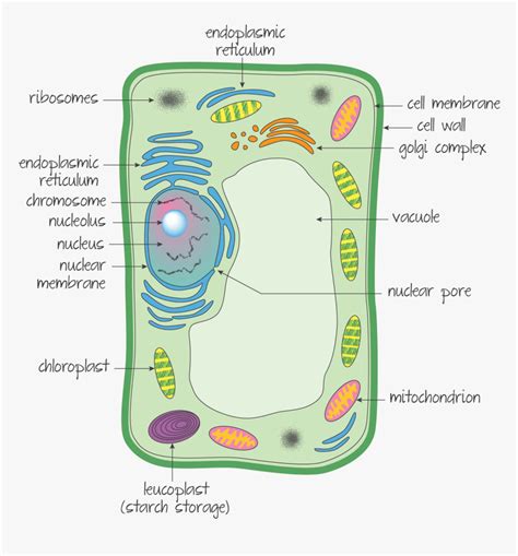 Ultrastructure Of A Eukaryotic Cell A Plant Cell, HD Png Download ...