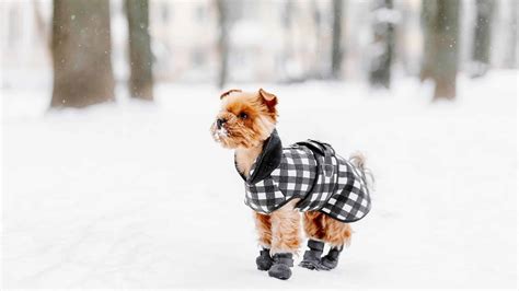 The Best Winter Dog Boots for Your Pup