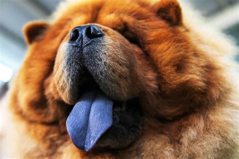 15 Intriguing Fun Facts About Chow Chow Dogs