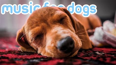 11 HOURS OF RELAX MY DOG MUSIC! The Ultimate Music Playlist for Dogs ...