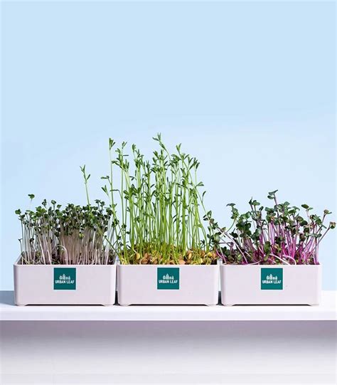 Organic Microgreens Growing Kit, Microgreens Herb Garden, Indoor ...