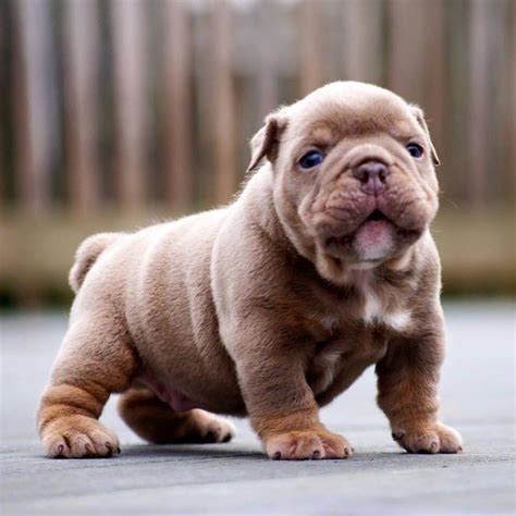 2638 best Cute Dogs and Puppies images on Pinterest | Baby puppies ...