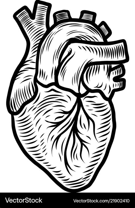 Anatomical Heart Organ Icon Hand Drawn Style Vector Image | The Best ...