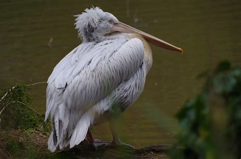 Pelican at Paignton Zoo | Pelican at Paignton Zoo | Flickr