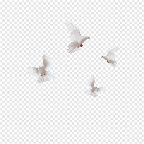 The flying dove of peace, white, dove png | PNGEgg