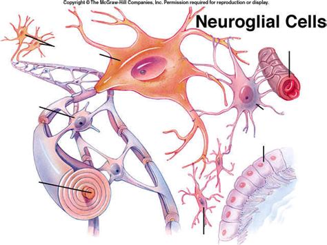 Neuroglia Cells Diagram | Quizlet