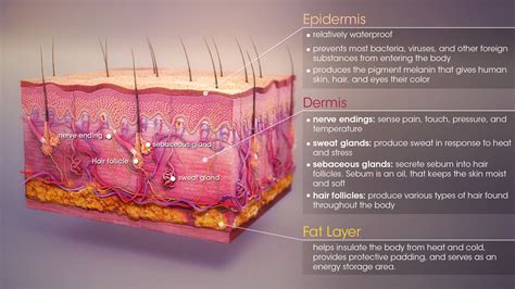 Skin: Functions, Conditions and Treatments - Scientific Animations