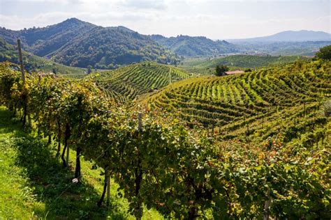 792 Valdobbiadene Vineyards Veneto Italy Stock Photos - Free & Royalty-Free Stock Photos from ...