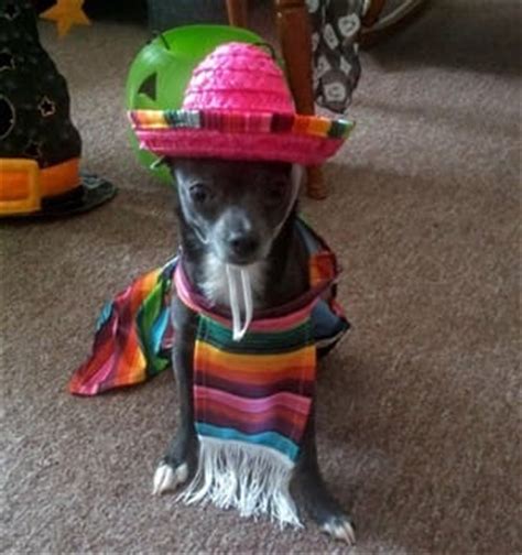 Chihuahua Halloween For Puppies and Dogs