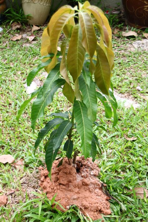 Journey Of My Garden: Mango Trees