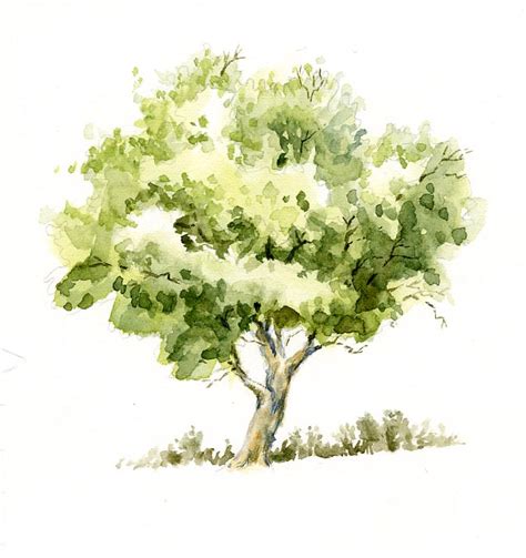 O, Sweet Nature: Watercolor Tree Sketch